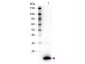 Anti-TSLP (RABBIT) Antibody Biotin Conjugated